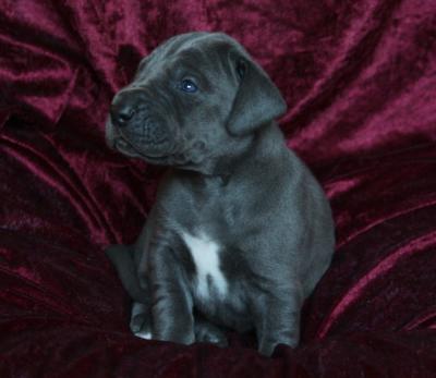 Blue-Oscar von Alt-Sternberg