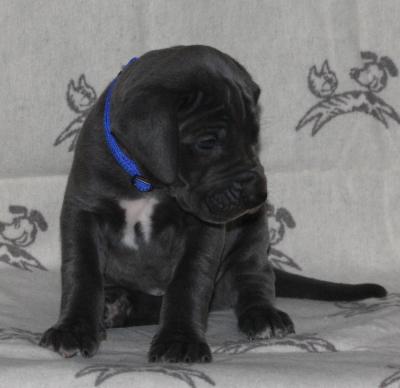 Blue-Oscar von Alt-Sternberg