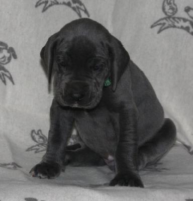 Balin von Alt-Sternberg