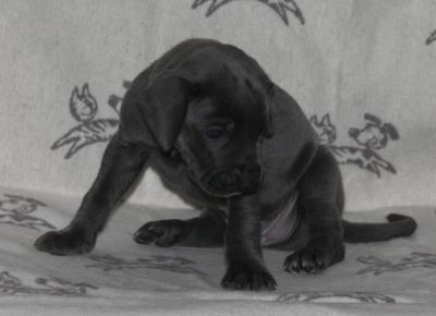 von Alt-Sternberg Bilbo