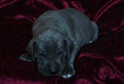 Best Impression von Alt-Sternberg