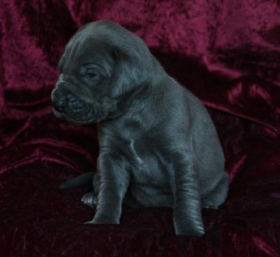 Blue von Bismarck von Alt-Sternberg