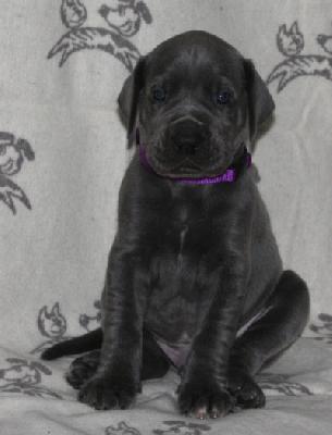 Blue von Bismarck von Alt-Sternberg