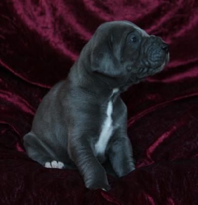 Buddy von Alt-Sternberg