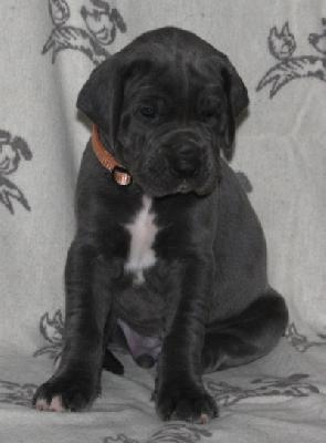 Buddy von Alt-Sternberg