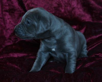 Brilliant Blues von Alt-Sternberg