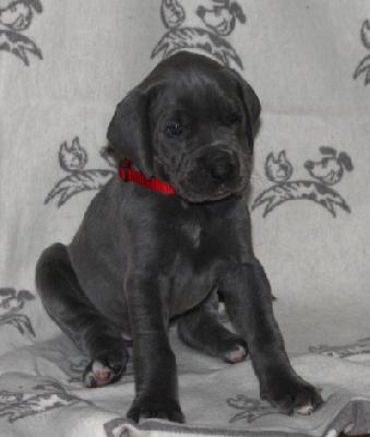 Brilliant Blues von Alt-Sternberg