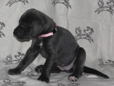 Bella von Alt-Sternberg