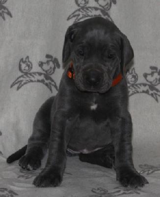 Bohemian Rhapsody von Alt-Sternberg