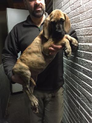 Mr Big Vom Hause Kaufmann