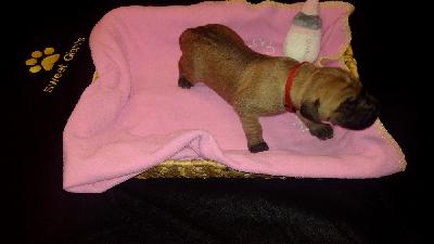 Ch Brave of Sweet Giants