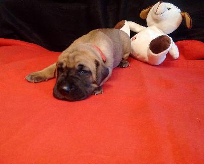 Ch Brave of Sweet Giants