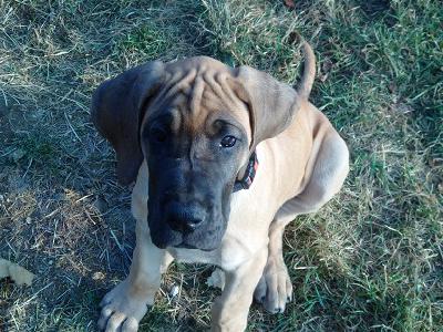 Ch Brave of Sweet Giants