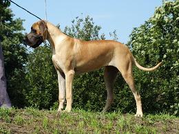 Ch Brave of Sweet Giants