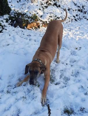 Ch Brave of Sweet Giants