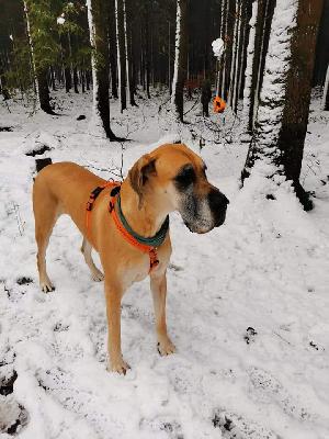 Blaze of Sweet Giants