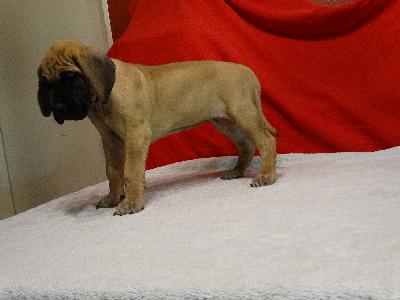 Beloved of Sweet Giants