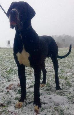 Lord vom Schlo Frstenberg