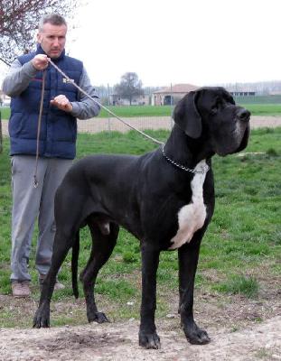 Freud-N del Castello delle Rocche