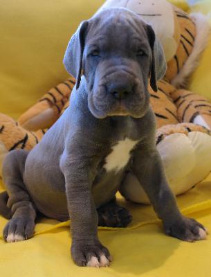 Danilo vom Ysenburger Bergland