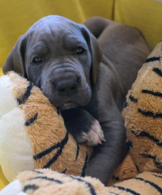 Don Camillo vom Ysenburger Bergland