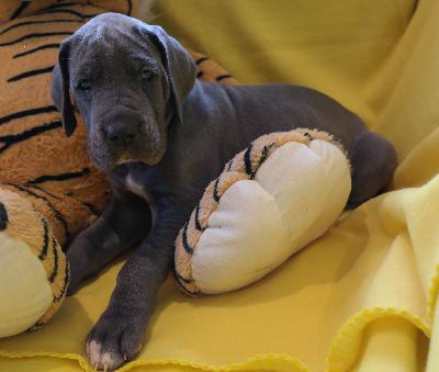 Dasha vom Ysenburger Bergland