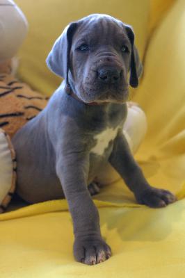 Dolores vom Ysenburger Bergland