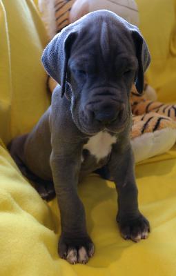 Daphne vom Ysenburger Bergland