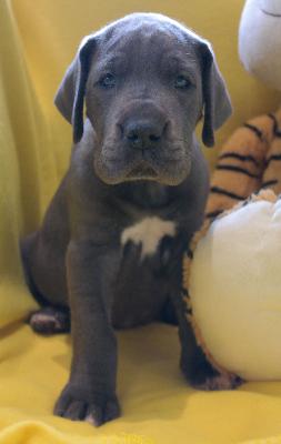 Desiree vom Ysenburger Bergland