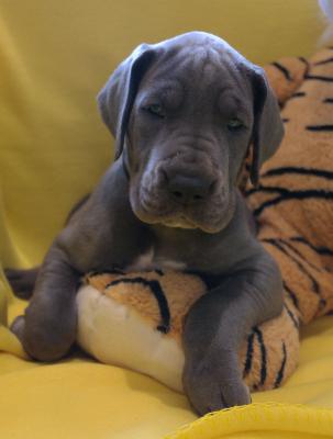 Darina vom Ysenburger Bergland