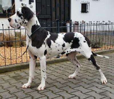 Vienna v.d.P. Altenburger