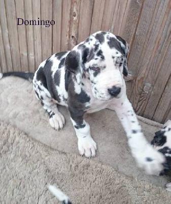 Domingo Of Love Generation