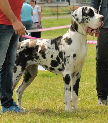 Ch DORNRÖSCHEN Of Love Generation