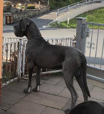 Jamal-B Summa cum Laude