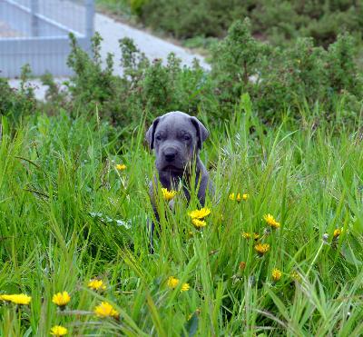 X-Vivos Vom Hause Wagner