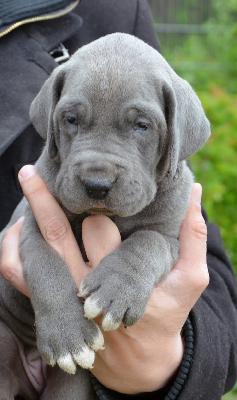 X-Vision Vom Hause Wagner