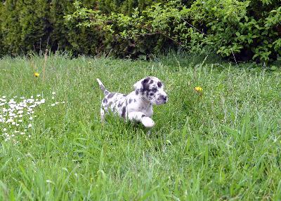 Walburga Vom Hause Wagner