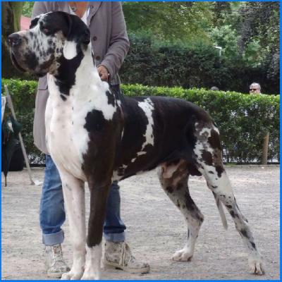 Ch Hamlet von den Borkener Trmen