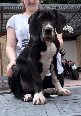 Wikipedia von Schlesien