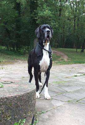 Wikipedia von Schlesien