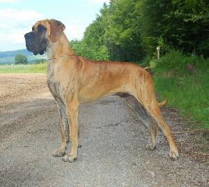 Imperial vom Solling