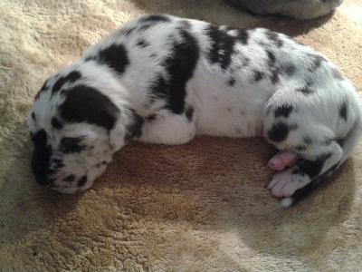 Bonzales vom Bref�rst