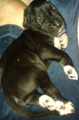 Black Beauty vom Brefrst