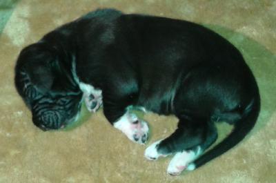 Belladonna vom Brefrst