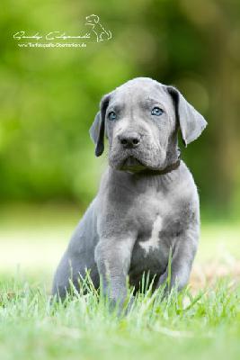 Popeye von der Wolfshhle