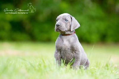 Prinz von der Wolfshhle