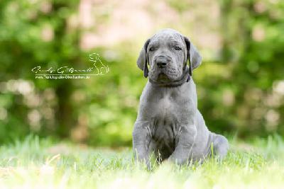 Puck von der Wolfsh�hle