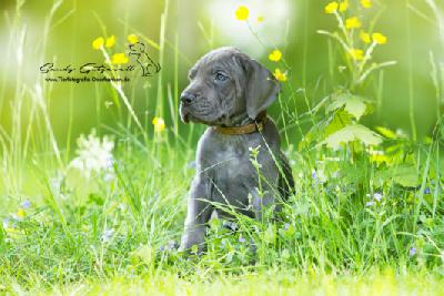 Pandora VON DER WOLFSHÖHLE