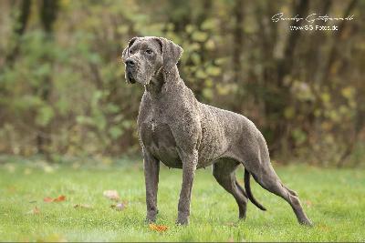 Pandora VON DER WOLFSHÖHLE