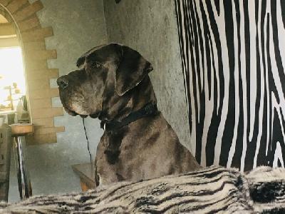 Pandora VON DER WOLFSHÖHLE